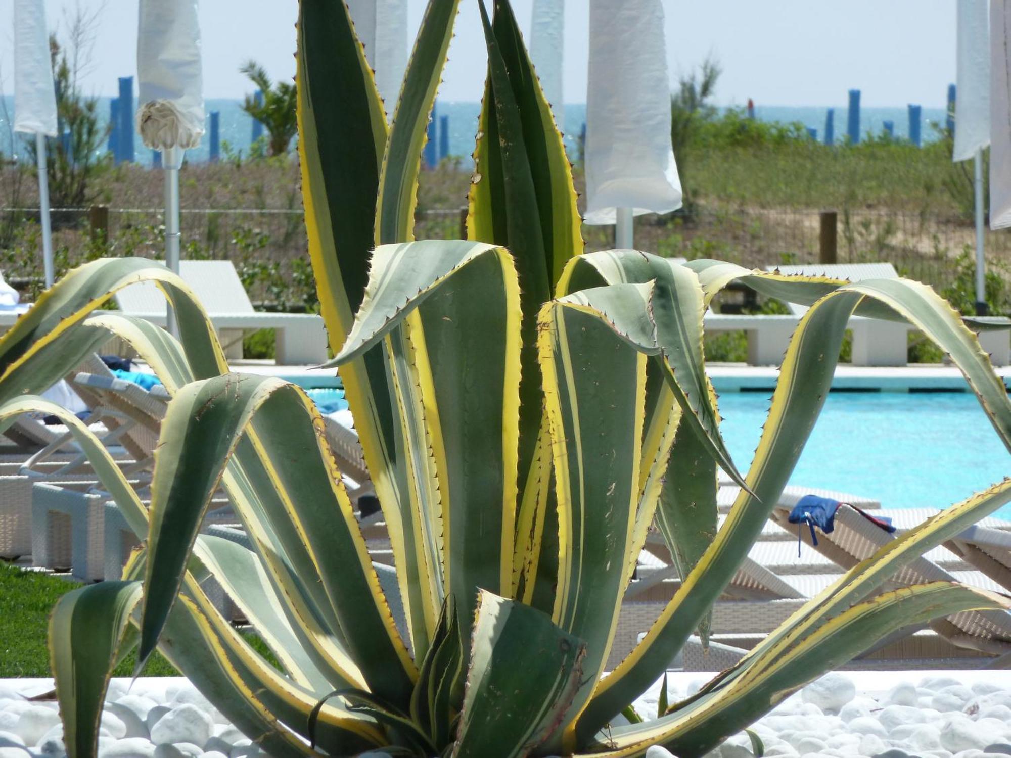 Hotel Mediterraneo Suite&Residence Lido di Jesolo Exteriör bild